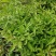 野生新鲜布惊叶黄荆草牡荆树叶月子产后草药端午节碱水粽