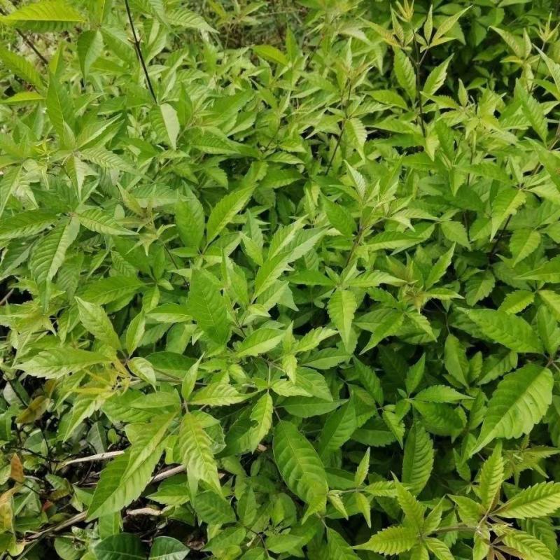 野生新鲜布惊叶黄荆草牡荆树叶月子产后草药端午节碱水粽