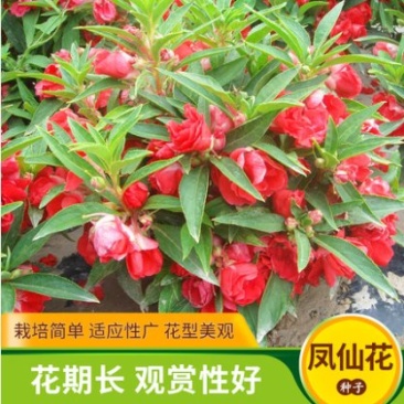凤仙花种子指甲花种子多彩盆栽四季庭院种植重瓣多年生