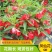 凤仙花种子指甲花种子多彩盆栽四季庭院种植重瓣多年生