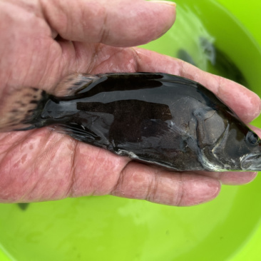 【诚信商家】饲料鳜鱼苗，规格10-12公分价格美丽