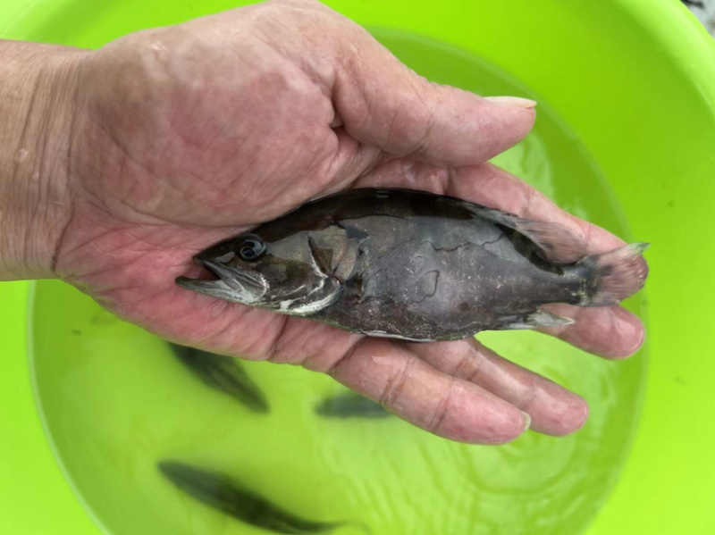 【鱼苗驯化】饲料鳜鱼苗技术指导规划养殖成鱼回收