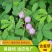 含羞草种子阳台绿植春季花种子室内盆栽害羞草种子
