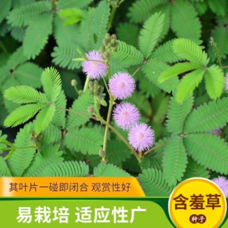 含羞草种子阳台绿植春季花种子室内盆栽害羞草种子