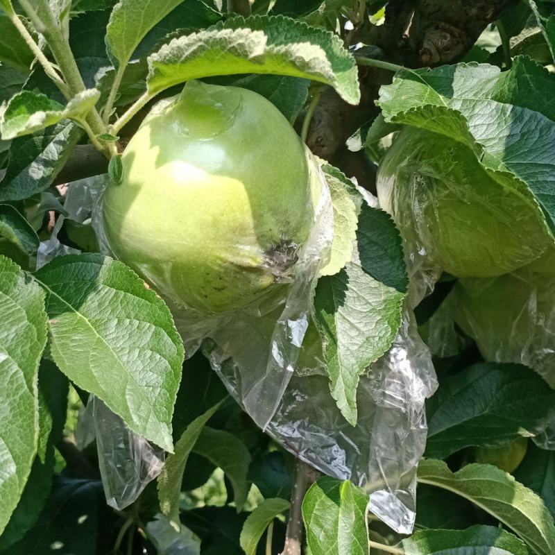 华硕青苹果红露美八旮旯苹果，可以采青，货源充足。