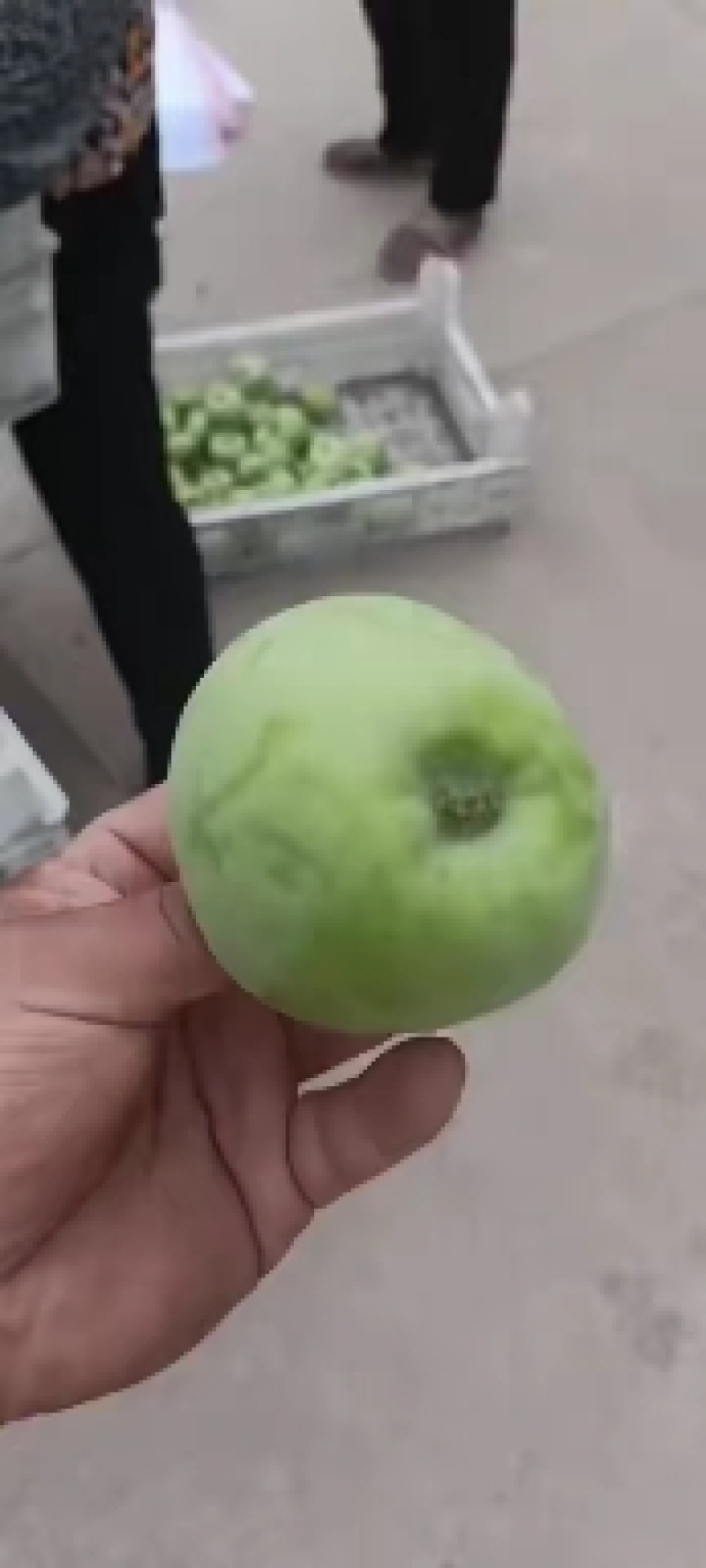 华硕青苹果红露美八旮旯苹果，可以采青，货源充足。