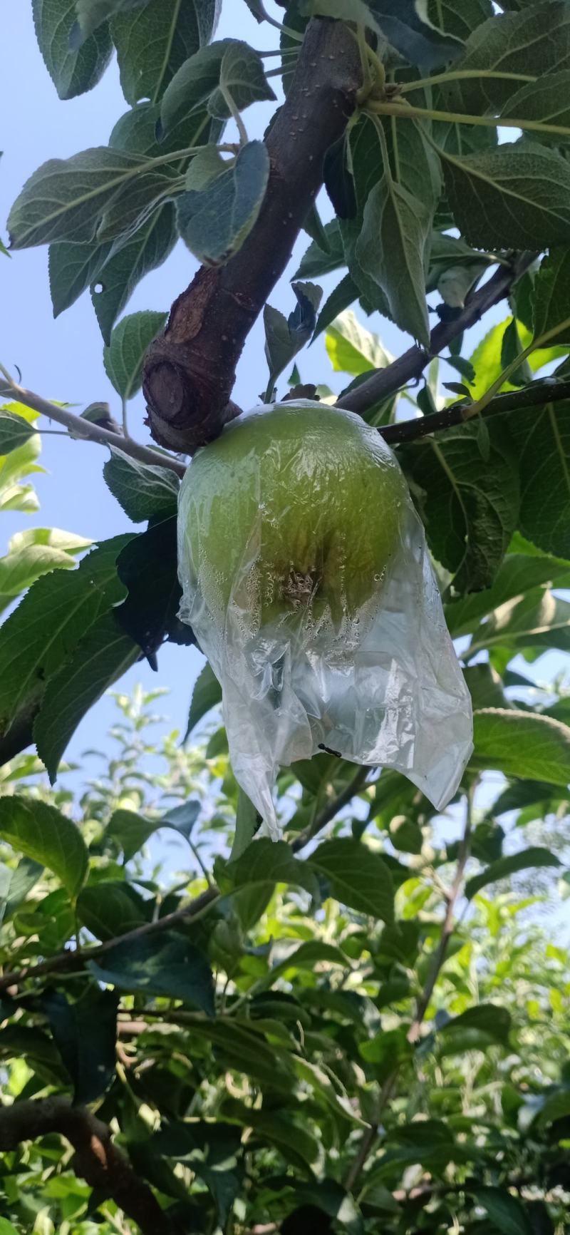 华硕青苹果红露美八旮旯苹果，可以采青，货源充足。
