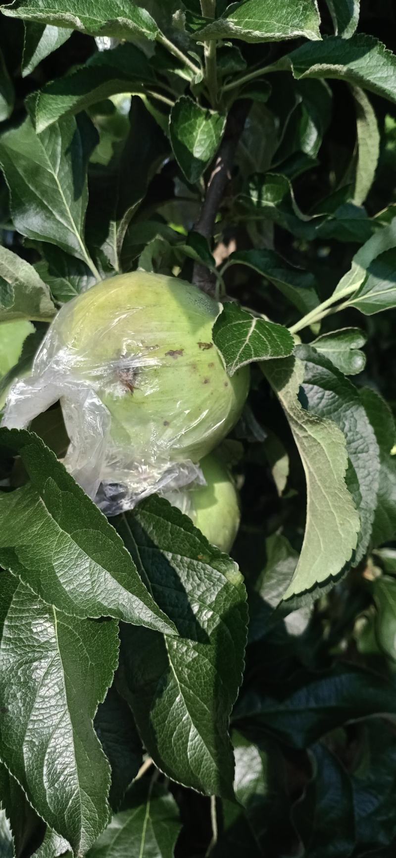 华硕青苹果红露美八旮旯苹果，可以采青，货源充足。