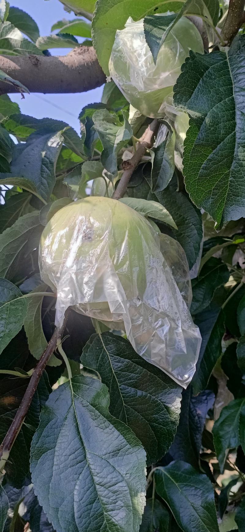 华硕青苹果红露美八旮旯苹果，可以采青，货源充足。