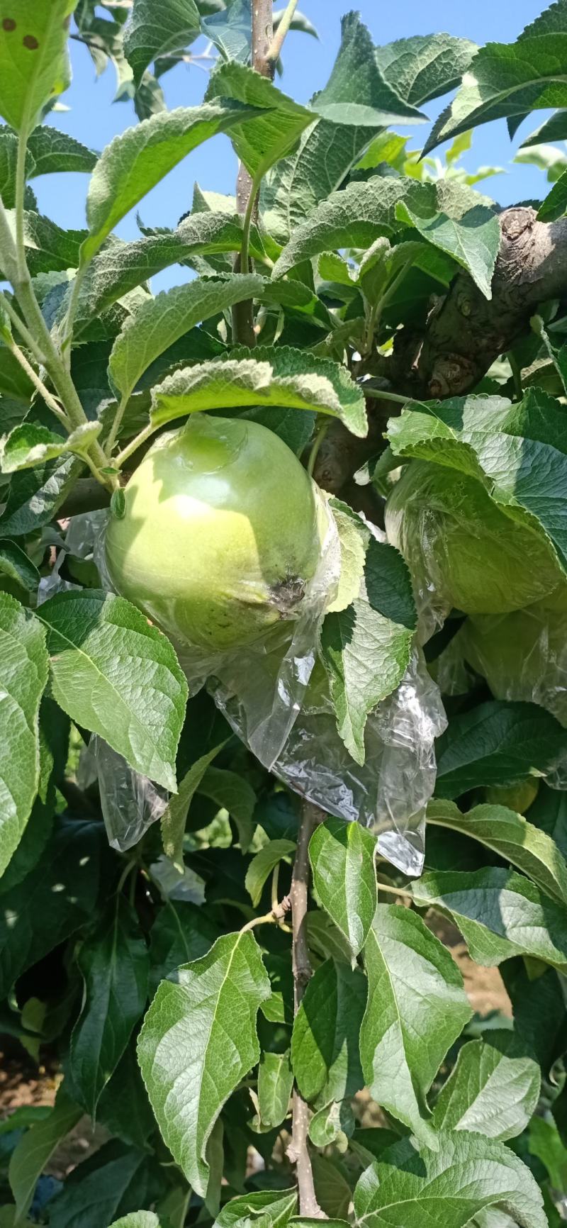 华硕青苹果红露美八旮旯苹果，可以采青，货源充足。