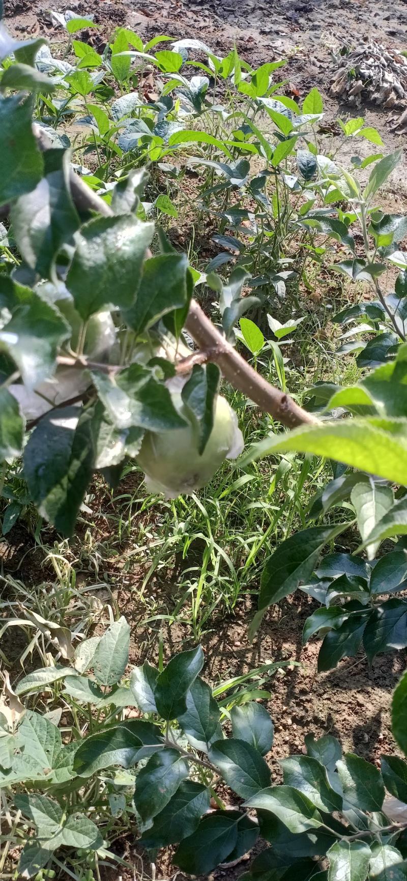 华硕青苹果红露美八旮旯苹果，可以采青，货源充足。