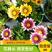 勋章菊种子观赏复色草花花色鲜艳四季播种室内阳台种植