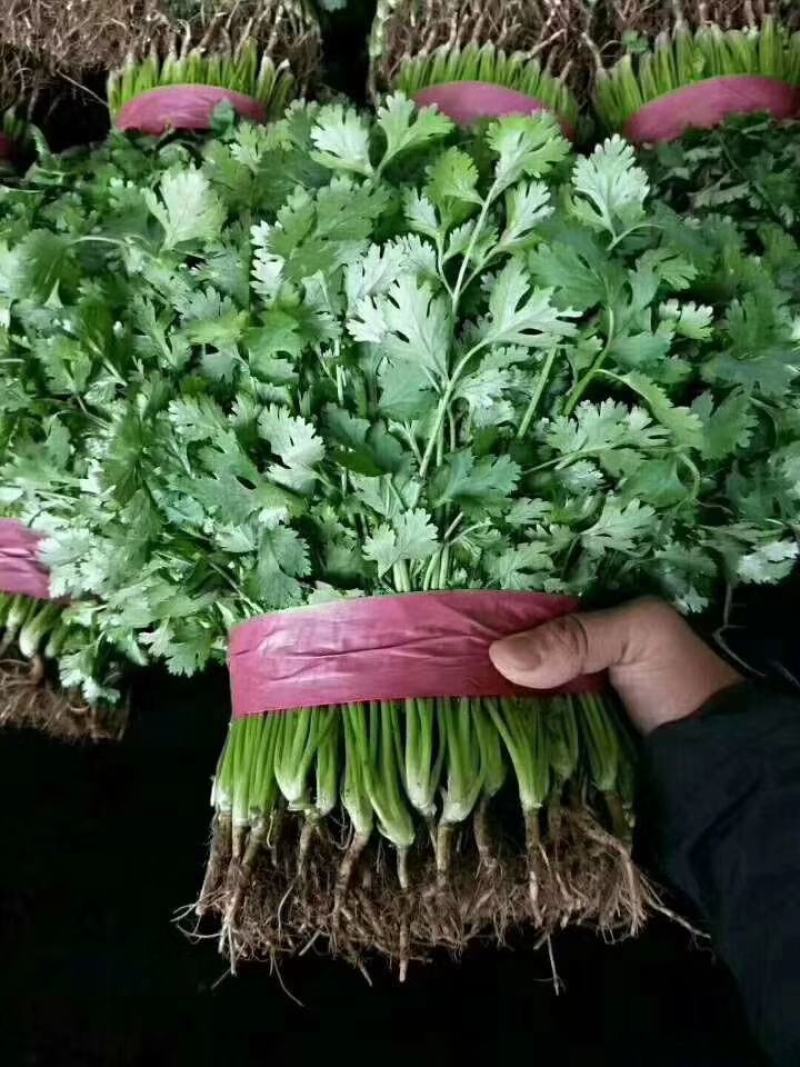 长期供应大叶香菜！全国发货，求长期合作。