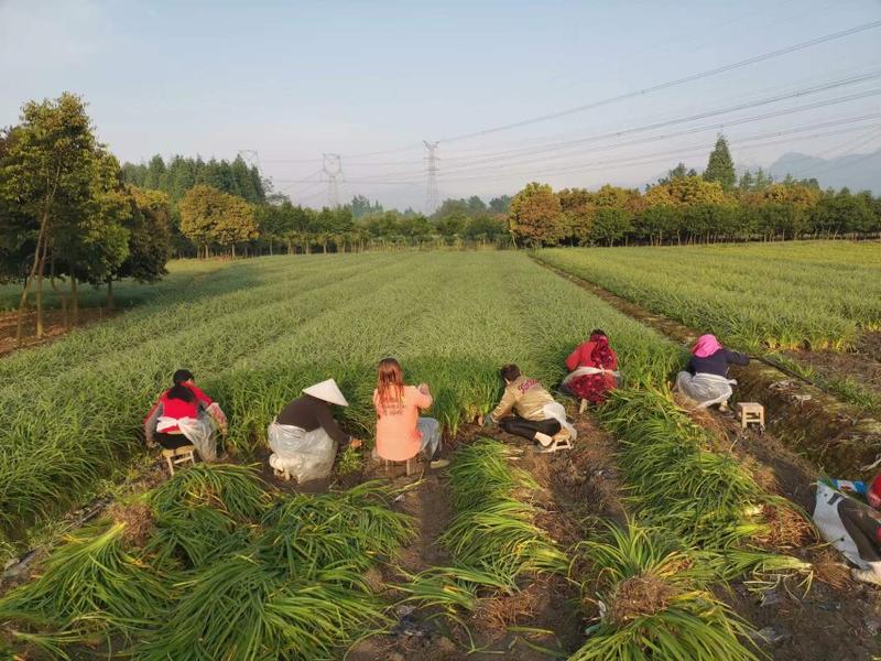 郫都区大花萱草价格低，大花萱草自家货源自产自销，大花萱草