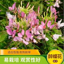 醉蝶花种子混色紫色粉色高杆四季易种活工程绿化园林景观
