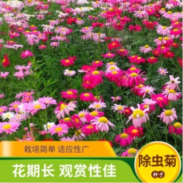 除虫菊种子驱蚊驱虫菊花种子多年生混色花种子四季易活盆栽