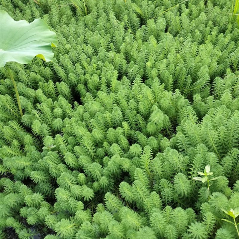 狐尾藻成都货源，狐尾藻水生植物批发，狐尾藻自家货价格优惠
