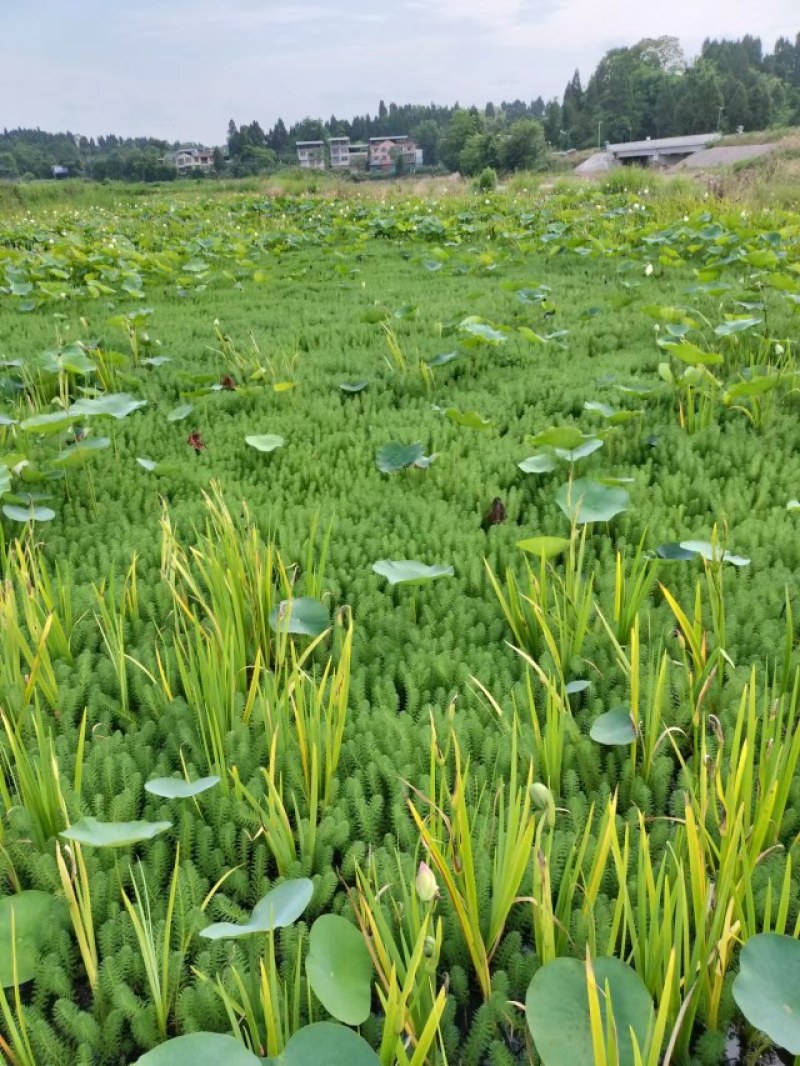 狐尾藻成都货源，狐尾藻水生植物批发，狐尾藻自家货价格优惠