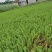 狐尾藻成都货源，狐尾藻水生植物批发，狐尾藻自家货价格优惠