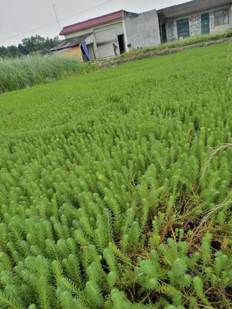 狐尾藻成都货源，狐尾藻水生植物批发，狐尾藻自家货价格优惠