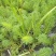 狐尾藻成都货源，狐尾藻水生植物批发，狐尾藻自家货价格优惠