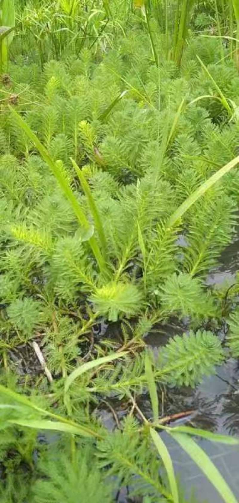 狐尾藻成都货源，狐尾藻水生植物批发，狐尾藻自家货价格优惠