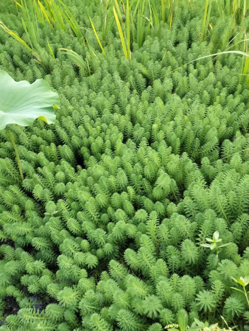 狐尾藻成都货源，狐尾藻水生植物批发，狐尾藻自家货价格优惠