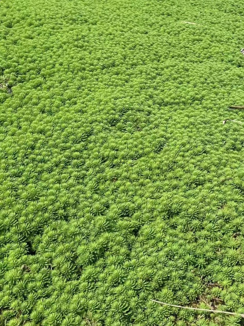 狐尾藻成都货源，狐尾藻水生植物批发，狐尾藻自家货价格优惠