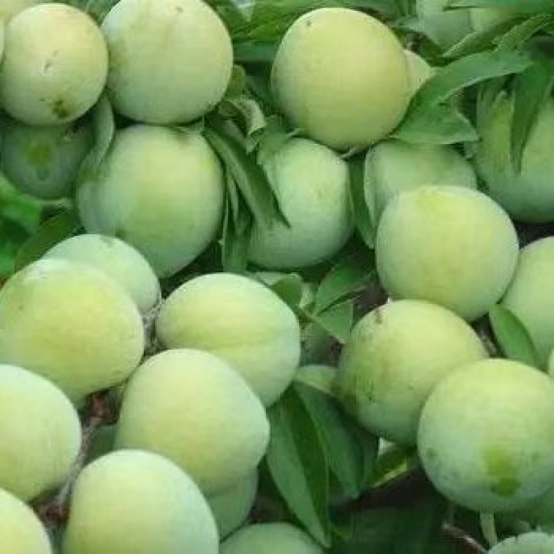 青脆李