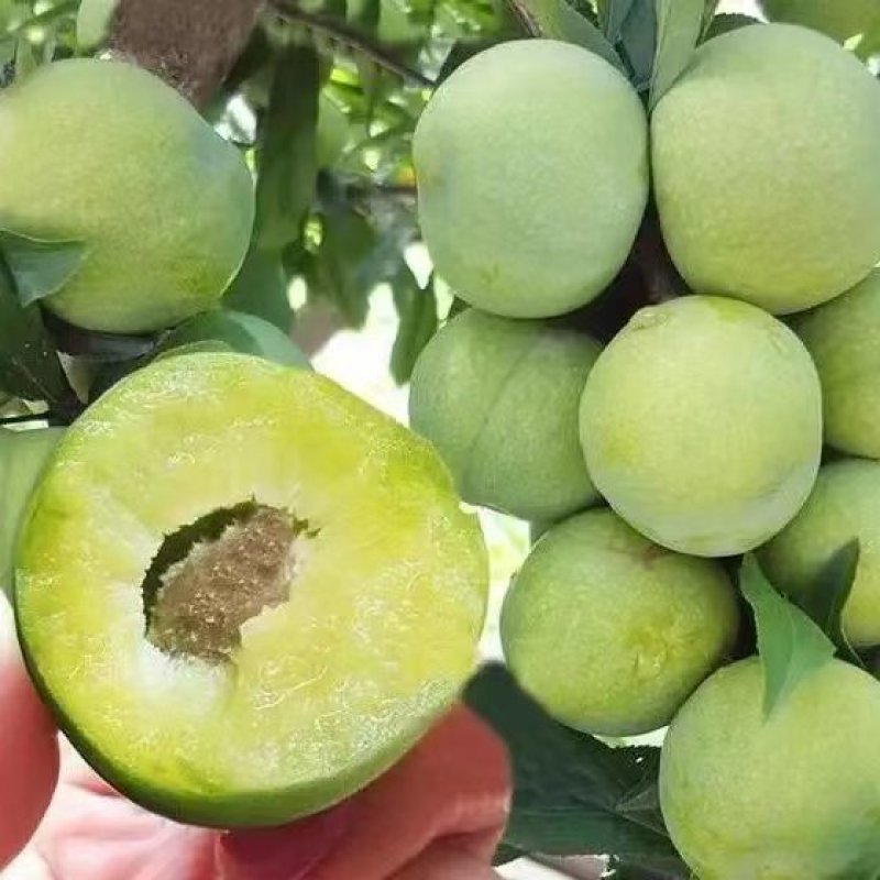 青脆李