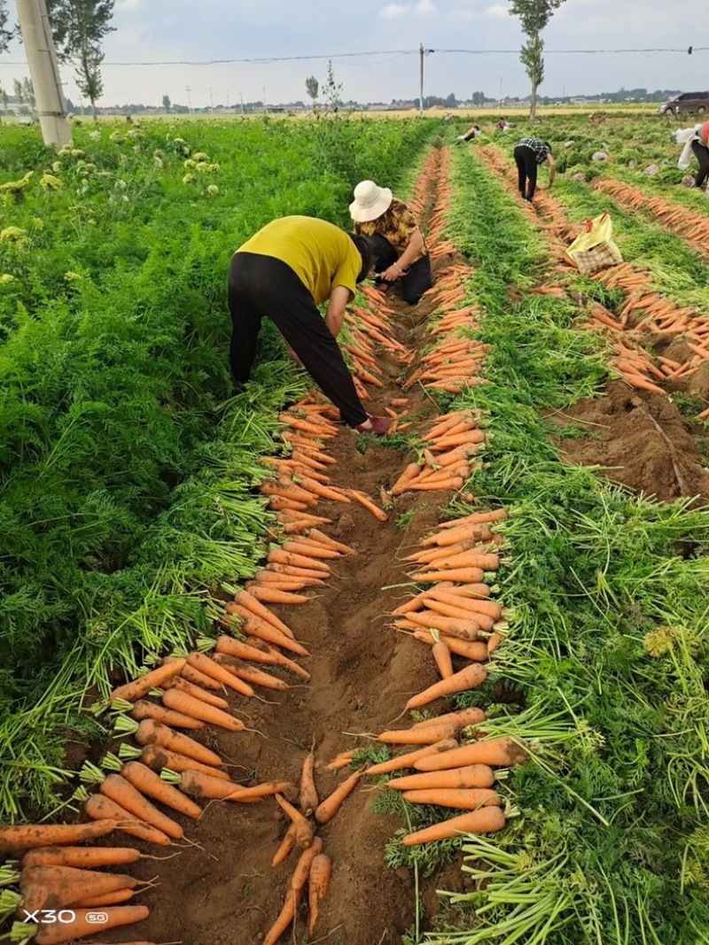 20斤越南包胡萝卜！电商！商场！市场！大量供应