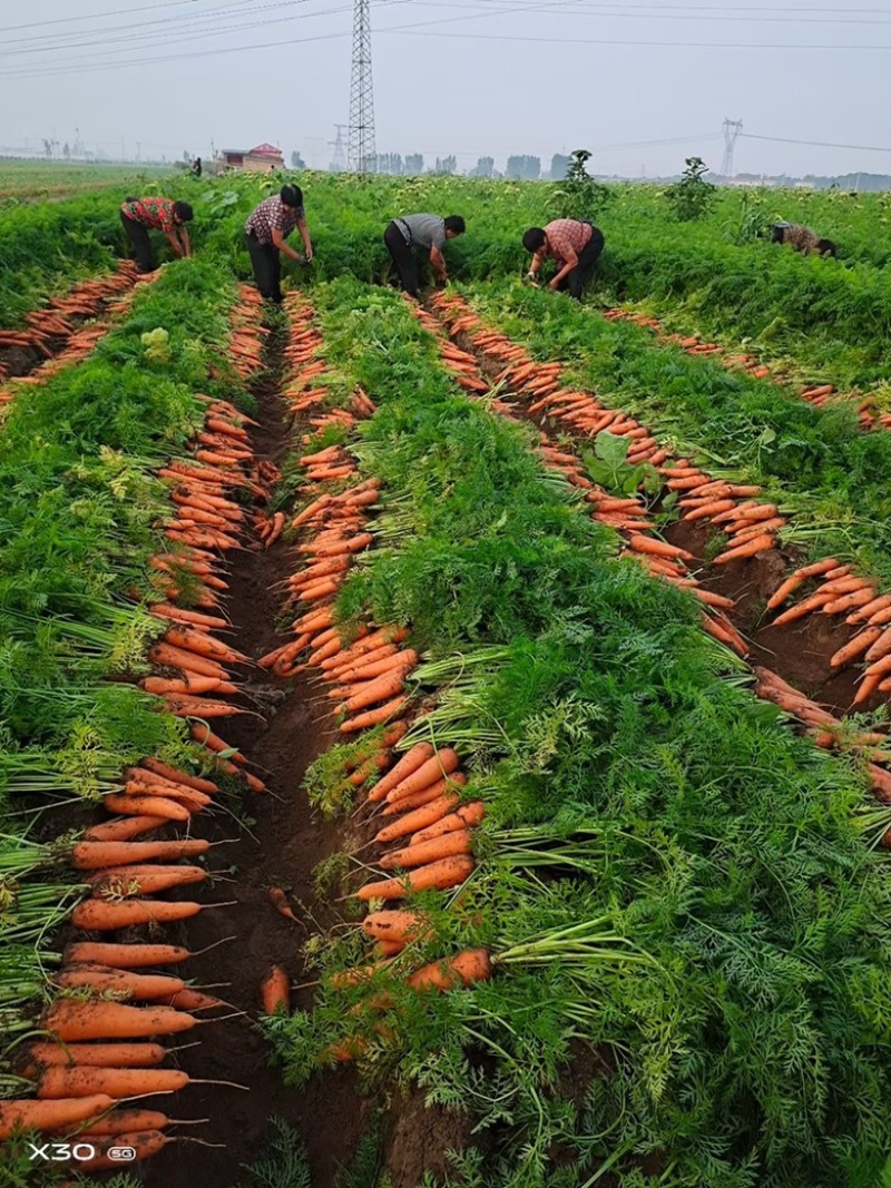 20斤越南包胡萝卜！电商！商场！市场！大量供应