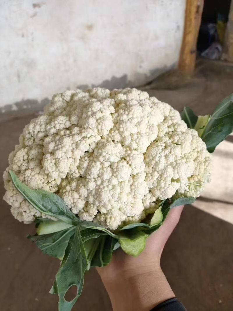 大量供应有机菜花，人工包装冷库齐全！要货私聊支持发货