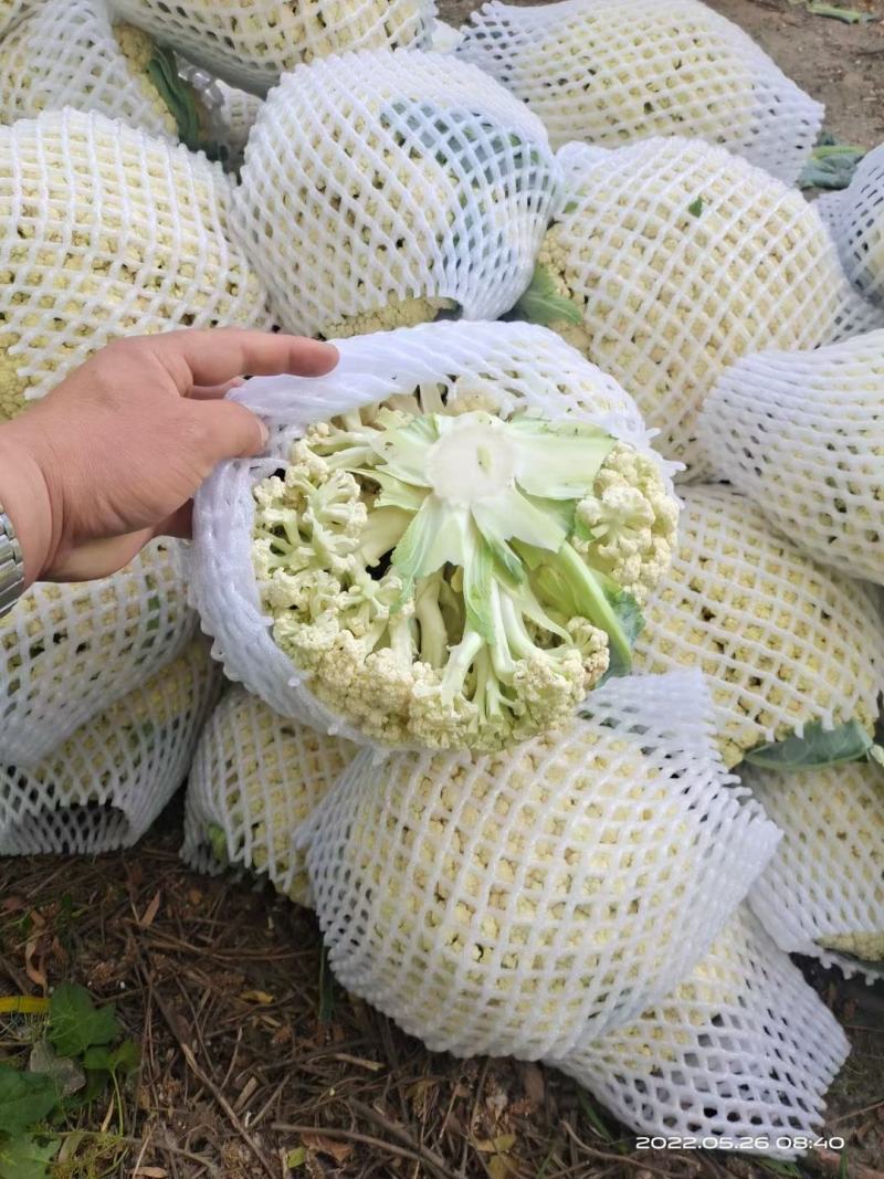 大量供应有机菜花，人工包装冷库齐全！要货私聊支持发货