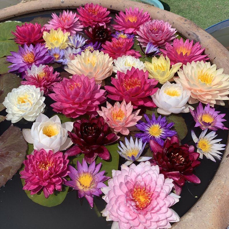 睡莲根块带花苞鱼缸睡莲花水培植物四季室内盆栽大型池塘睡莲