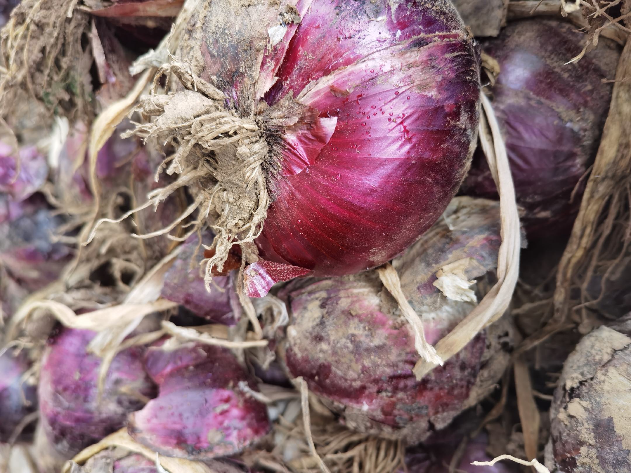 紫皮洋葱特写