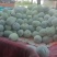 陆地白毛一串玲，个头均匀，瓜型好，上货量大随到随装，