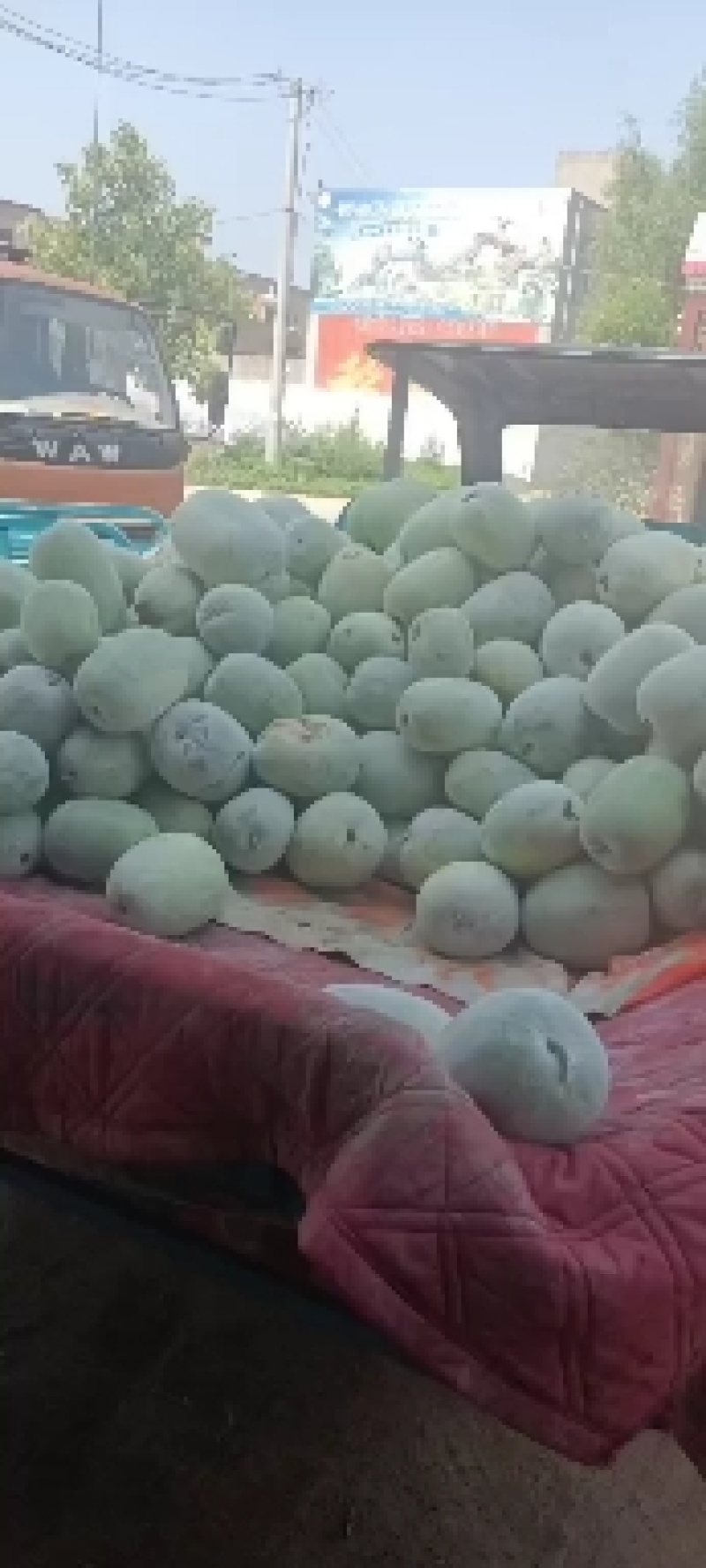 陆地白毛一串玲，个头均匀，瓜型好，上货量大随到随装，