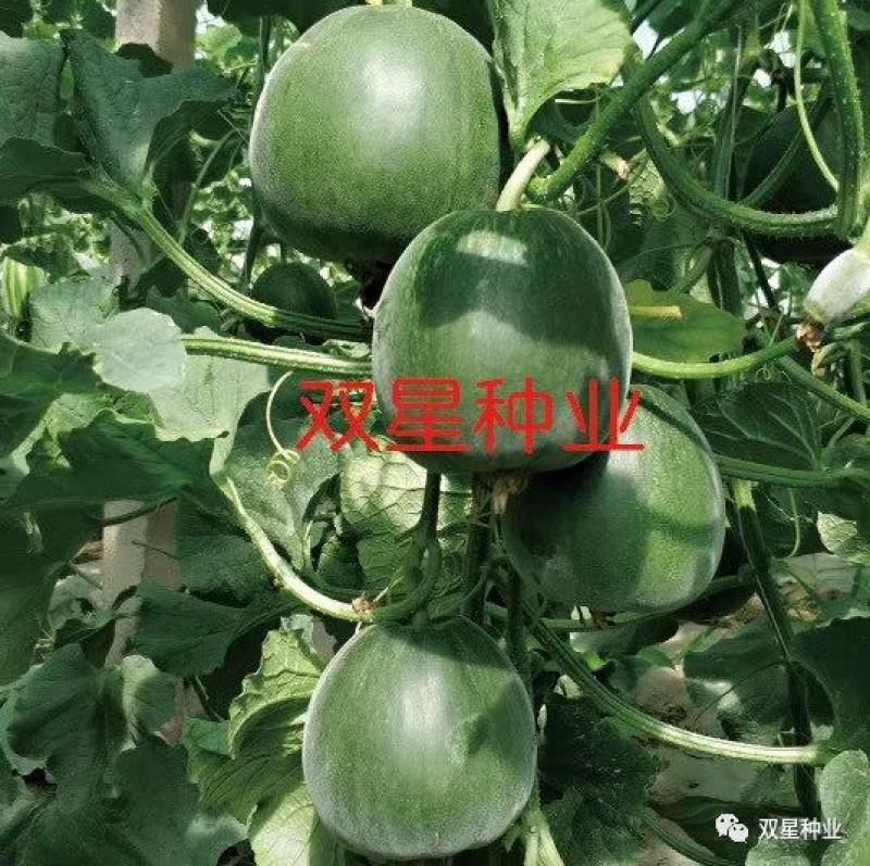 河北巨鹿县甜瓜保质保量对接全国客商产地直发可产地看货