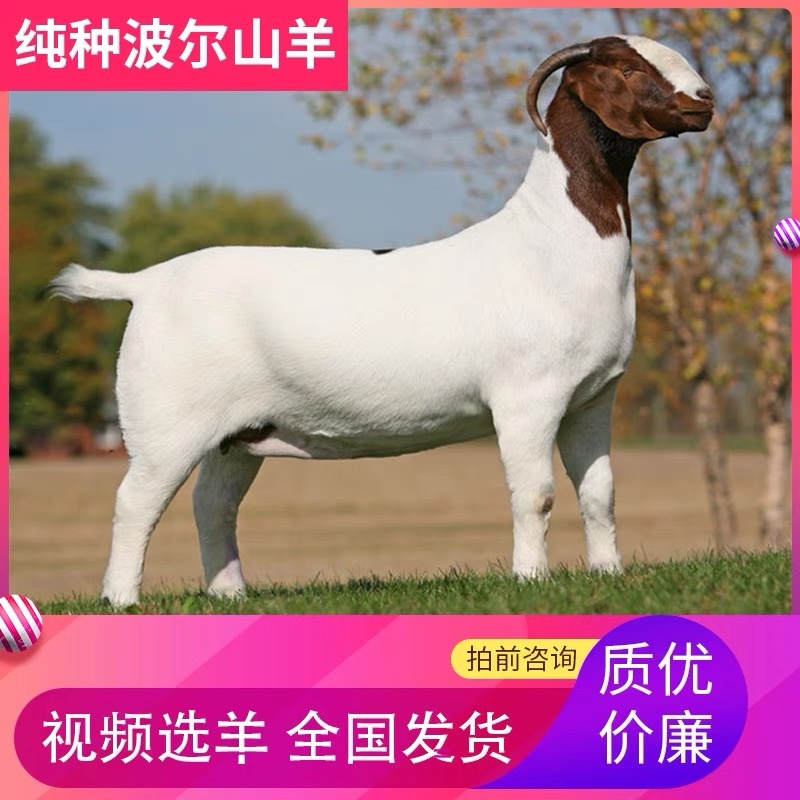 波尔山羊自由挑选《免费运输货到付款》报销路费