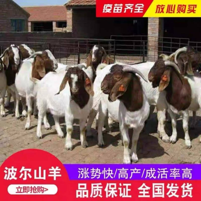 波尔山羊自由挑选《免费运输货到付款》报销路费