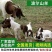 波尔山羊自由挑选《免费运输货到付款》报销路费