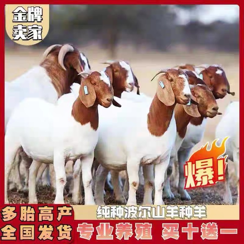 波尔山羊自由挑选《免费运输货到付款》报销路费