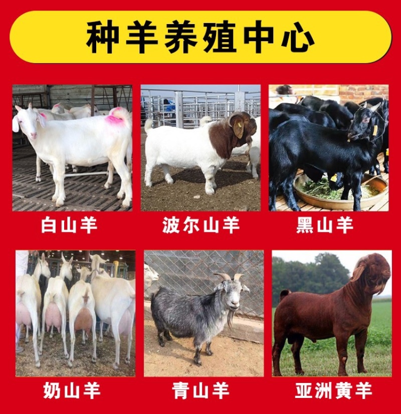 波尔山羊自由挑选《免费运输货到付款》报销路费