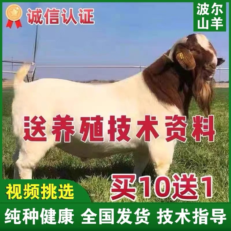 波尔山羊自由挑选《免费运输货到付款》报销路费