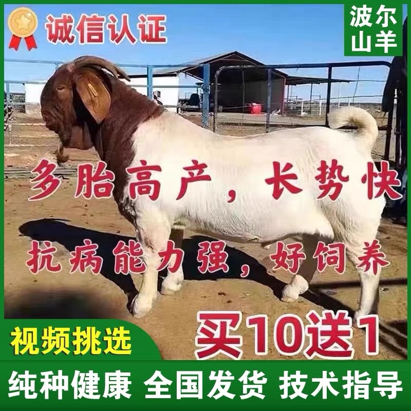 波尔山羊自由挑选《免费运输货到付款》报销路费