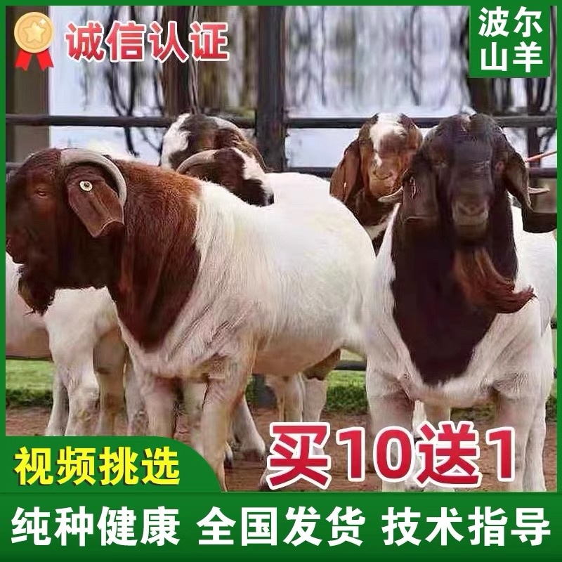 波尔山羊自由挑选《免费运输货到付款》报销路费