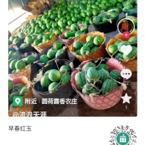 早春红玉