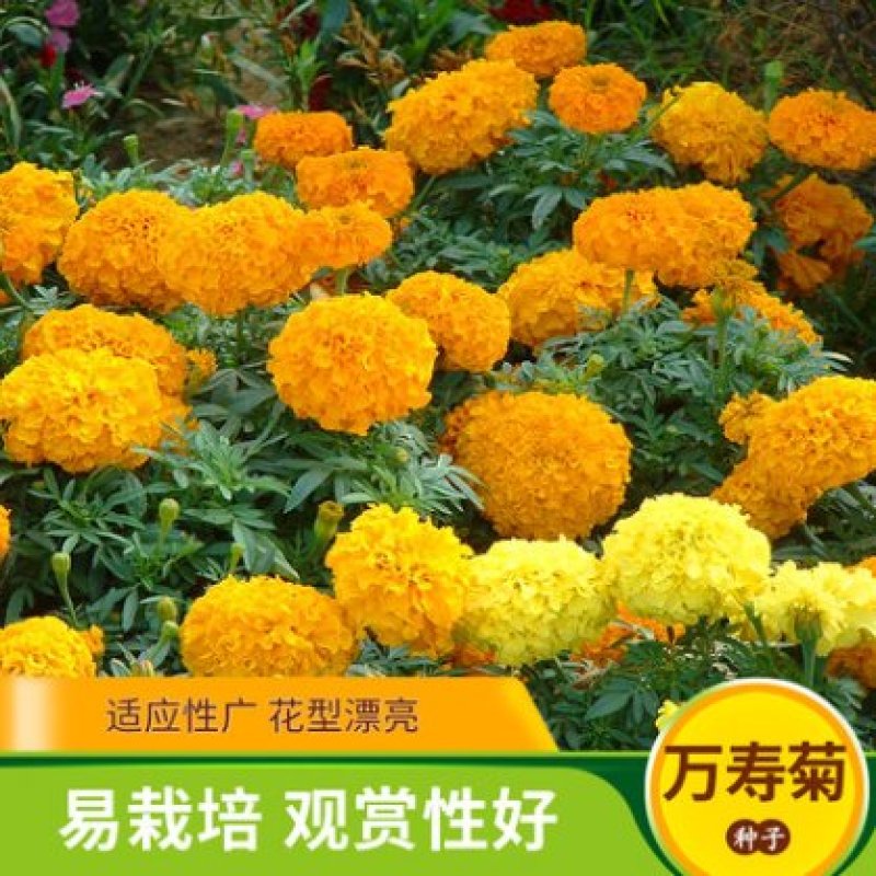 万寿菊种子菊花种子四季易活庭院工程绿化盆栽花海