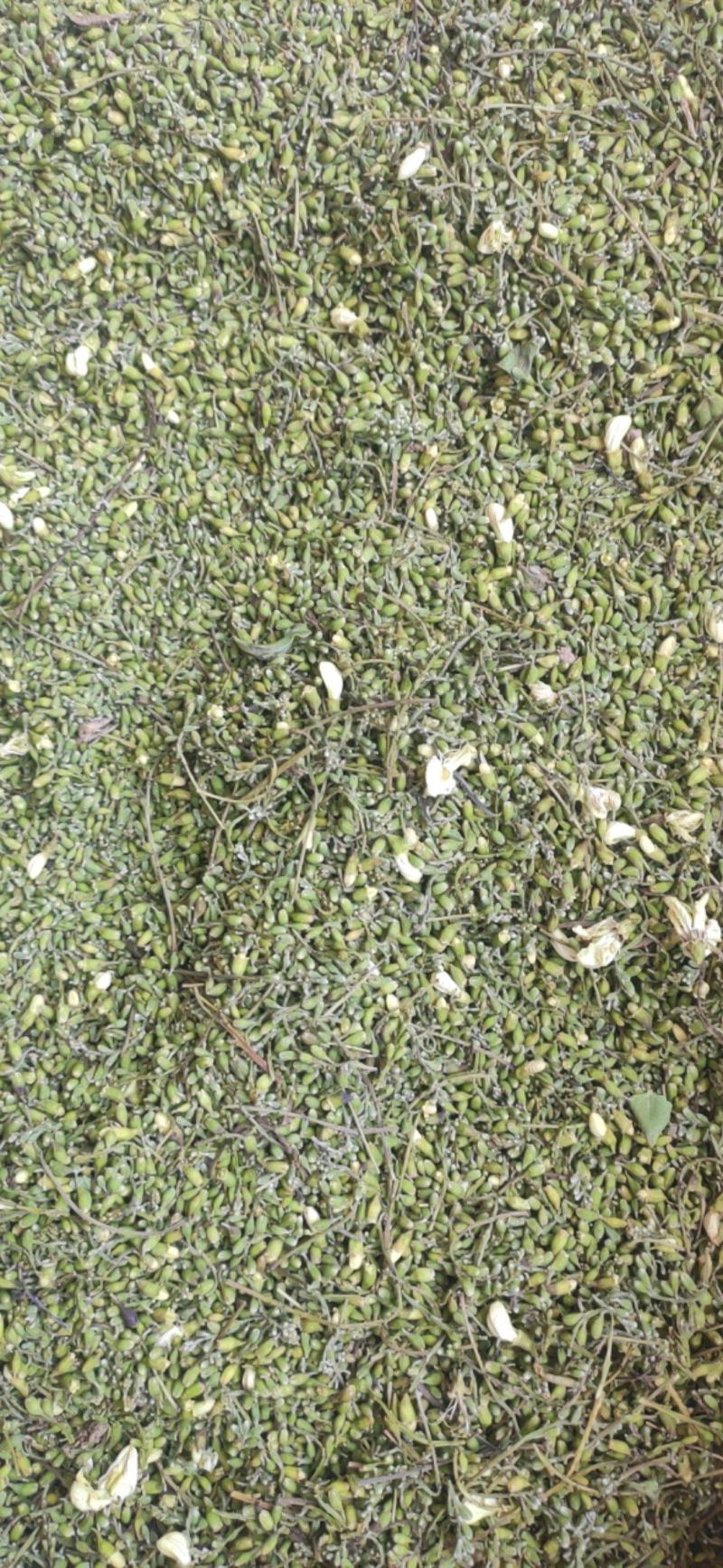 槐米干货槐米欢迎选购！
